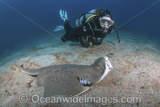 Japanese Angelshark (Squatina japonica) - with diver. Aka Japanese Angel Shark. Hatsushima Island, Izu Peninsula, Honshu, Sea of Japan. Photo - Andy Murch Japanese Angelshark (Squatina japonica) - with diver. Aka Japanese Angel Shark. Hatsushima Island, Izu Peninsula, Honshu, Sea of Japan. Photo - Andy Murch
