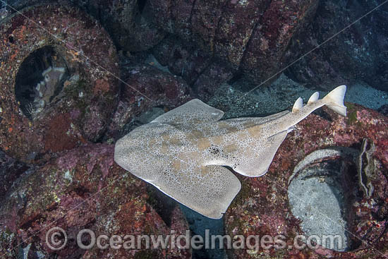 Japanese Angelshark (Squatina japonica). Aka Japanese Angel Shark. Hatsushima Island, Izu Peninsula, Honshu, Sea of Japan. Photo - Andy Murch Japanese Angelshark (Squatina japonica). Aka Japanese Angel Shark. Hatsushima Island, Izu Peninsula, Honshu, Sea of Japan. Photo - Andy Murch