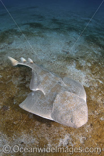 Japanese Angelshark (Squatina japonica). Aka Japanese Angel Shark. Hatsushima Island, Izu Peninsula, Honshu, Sea of Japan. Photo - Andy Murch Japanese Angelshark (Squatina japonica). Aka Japanese Angel Shark. Hatsushima Island, Izu Peninsula, Honshu, Sea of Japan. Photo - Andy Murch