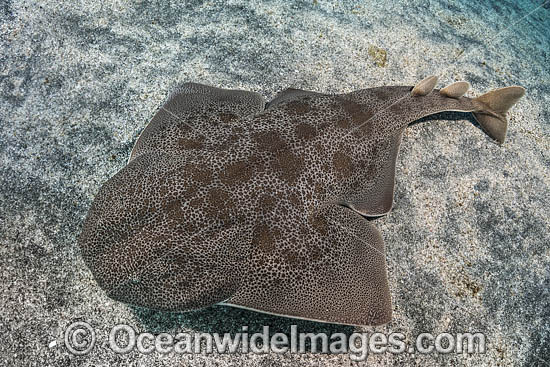 Japanese Angelshark (Squatina japonica). Aka Japanese Angel Shark. Hatsushima Island, Izu Peninsula, Honshu, Sea of Japan. Photo - Andy Murch Japanese Angelshark (Squatina japonica). Aka Japanese Angel Shark. Hatsushima Island, Izu Peninsula, Honshu, Sea of Japan. Photo - Andy Murch