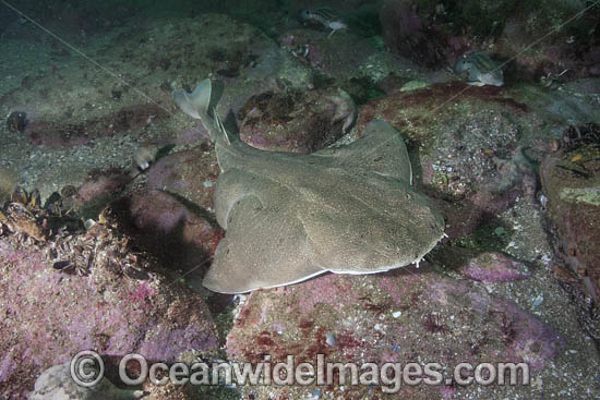 Angular Angelshark (Squatina guggenheim). Aka Hidden Angelshark and Spiny Angel Shark. Mar Del Plata, Argentina, Southwest Atlantic Ocean. Photo - Andy Murch Angular Angelshark (Squatina guggenheim). Aka Hidden Angelshark and Spiny Angel Shark. Mar Del Plata, Argentina, Southwest Atlantic Ocean. Photo - Andy Murch