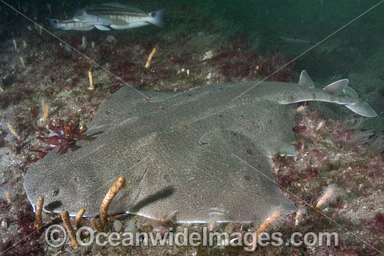 Angular Angelshark (Squatina guggenheim). Aka Hidden Angelshark and Spiny Angel Shark. Mar Del Plata, Argentina, Southwest Atlantic Ocean. Photo - Andy Murch Angular Angelshark (Squatina guggenheim). Aka Hidden Angelshark and Spiny Angel Shark. Mar Del Plata, Argentina, Southwest Atlantic Ocean. Photo - Andy Murch