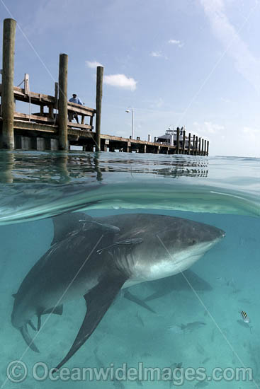 Bull Shark (Carcharhinus leucas). Aka Zambezi Shark or Lake Nicaragua Shark. Over/under split shot from Big Game Club Marina on North Bimini Island, Bahamas, Caribbean Sea. Photo - Andy Murch