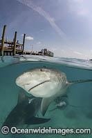 Bull Shark Photo - Andy Murch