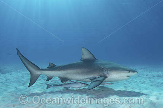 Bull Shark, Carcharhinus leucas. Aka Zambezi Shark or Lake Nicaragua Shark. Bimini Island, Bahamas, Caribbean Sea. Photo - Andy Murch