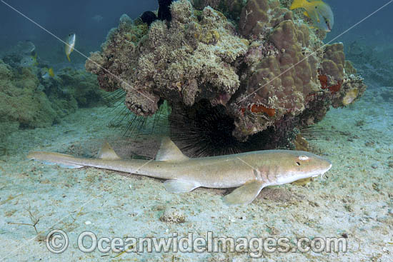 Arabian Bamboo Shark (Chiloscyllium arabicum) Abu Dhabi, UAE, Arabian Sea. Photo - Andy Murch Arabian Bamboo Shark (Chiloscyllium arabicum) Abu Dhabi, UAE, Arabian Sea. Photo - Andy Murch