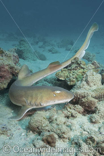 Arabian Bamboo Shark (Chiloscyllium arabicum) Abu Dhabi, UAE, Arabian Sea. Photo - Andy Murch Arabian Bamboo Shark (Chiloscyllium arabicum) Abu Dhabi, UAE, Arabian Sea. Photo - Andy Murch
