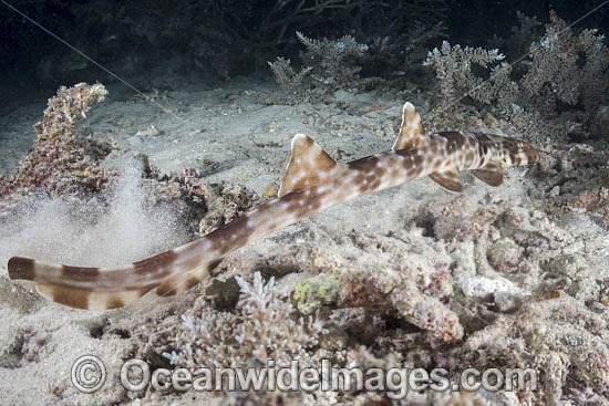 Halmahera Epaulette Shark (Hemiscyllium halmahera). Aka Halmahera Walking Shark. A species of Bamboo Shark known from Ternate and Halmahera Islands in the Moluccas Archipelago in Indonesia. Photo - Andy Murch Halmahera Epaulette Shark (Hemiscyllium halmahera). Aka Halmahera Walking Shark. A species of Bamboo Shark known from Ternate and Halmahera Islands in the Moluccas Archipelago in Indonesia. Photo - Andy Murch