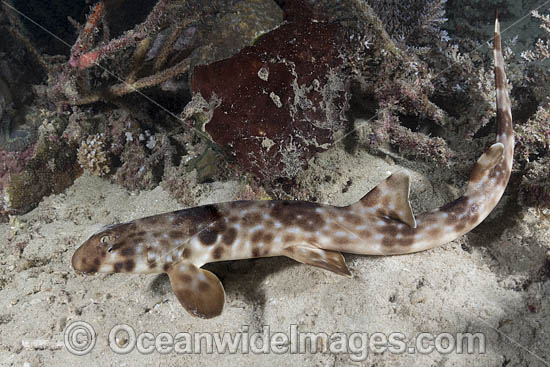 Halmahera Epaulette Shark (Hemiscyllium halmahera). Aka Halmahera Walking Shark. A species of Bamboo Shark known from Ternate and Halmahera Islands in the Moluccas Archipelago in Indonesia. Photo - Andy Murch Halmahera Epaulette Shark (Hemiscyllium halmahera). Aka Halmahera Walking Shark. A species of Bamboo Shark known from Ternate and Halmahera Islands in the Moluccas Archipelago in Indonesia. Photo - Andy Murch