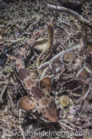 Halmahera Epaulette Shark (Hemiscyllium halmahera). Aka Halmahera Walking Shark. A species of Bamboo Shark known from Ternate and Halmahera Islands in the Moluccas Archipelago in Indonesia. Photo - Andy Murch Halmahera Epaulette Shark (Hemiscyllium halmahera). Aka Halmahera Walking Shark. A species of Bamboo Shark known from Ternate and Halmahera Islands in the Moluccas Archipelago in Indonesia. Photo - Andy Murch
