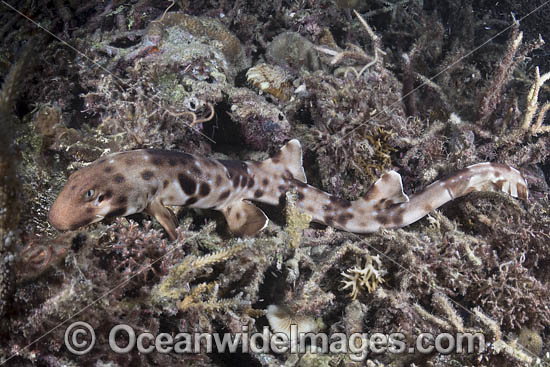 Halmahera Epaulette Shark (Hemiscyllium halmahera). Aka Halmahera Walking Shark. A species of Bamboo Shark known from Ternate and Halmahera Islands in the Moluccas Archipelago in Indonesia. Photo - Andy Murch Halmahera Epaulette Shark (Hemiscyllium halmahera). Aka Halmahera Walking Shark. A species of Bamboo Shark known from Ternate and Halmahera Islands in the Moluccas Archipelago in Indonesia. Photo - Andy Murch