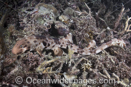 Halmahera Epaulette Shark photo