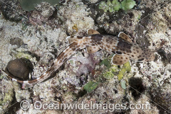 Indonesian Speckled Carpetshark (Hemiscyllium freycineti). Aka Raja Ampat Epaulette Shark or Walking Shark. A species of Bamboo Shark confined to the Raja Ampat region of West Papua, Indonesia. Photo - Andy Murch Indonesian Speckled Carpetshark (Hemiscyllium freycineti). Aka Raja Ampat Epaulette Shark or Walking Shark. A species of Bamboo Shark confined to the Raja Ampat region of West Papua, Indonesia. Photo - Andy Murch