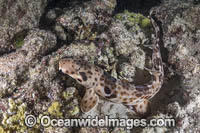 Indonesian Speckled Carpetshark Photo - Andy Murch