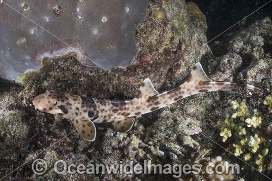 Indonesian Speckled Carpetshark photo Indonesian Speckled Carpetshark photo