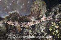 Indonesian Speckled Carpetshark Photo - Andy Murch