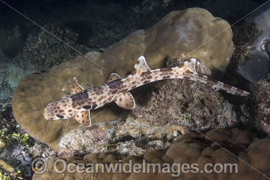 Indonesian Speckled Carpetshark (Hemiscyllium freycineti). Aka Raja Ampat Epaulette Shark or Walking Shark. A species of Bamboo Shark confined to the Raja Ampat region of West Papua, Indonesia. Photo - Andy Murch Indonesian Speckled Carpetshark (Hemiscyllium freycineti). Aka Raja Ampat Epaulette Shark or Walking Shark. A species of Bamboo Shark confined to the Raja Ampat region of West Papua, Indonesia. Photo - Andy Murch