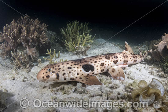 Triton Bay Epaulette Shark (Hemiscyllium henryi). Aka HenryÆs Epaulette Shark. A Bamboo Shark endemic to Triton Bay in West Papua, Indonesia. Photo - Andy Murch Triton Bay Epaulette Shark (Hemiscyllium henryi). Aka HenryÆs Epaulette Shark. A Bamboo Shark endemic to Triton Bay in West Papua, Indonesia. Photo - Andy Murch