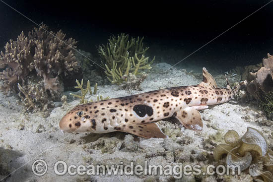 Triton Bay Epaulette Shark photo