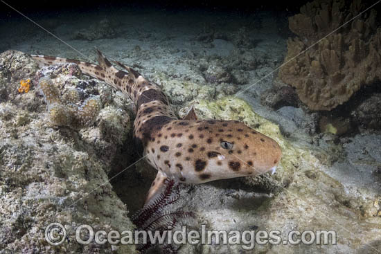 Triton Bay Epaulette Shark (Hemiscyllium henryi). Aka HenryÆs Epaulette Shark. A Bamboo Shark endemic to Triton Bay in West Papua, Indonesia. Photo - Andy Murch Triton Bay Epaulette Shark (Hemiscyllium henryi). Aka HenryÆs Epaulette Shark. A Bamboo Shark endemic to Triton Bay in West Papua, Indonesia. Photo - Andy Murch