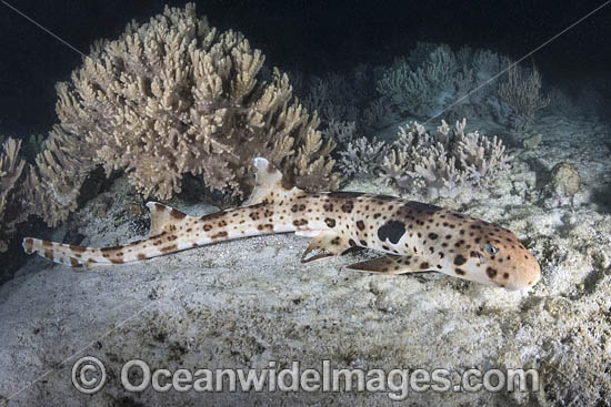 Triton Bay Epaulette Shark photo