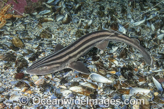 Pyjama Shark, Lined Catshark (Poroderma africanum). Miller's Point, Simon's Town, Cape Province, South Africa. Photo - Andy Murch