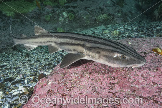 Pyjama Shark, Lined Catshark (Poroderma africanum). Miller's Point, Simon's Town, Cape Province, South Africa. Photo - Andy Murch