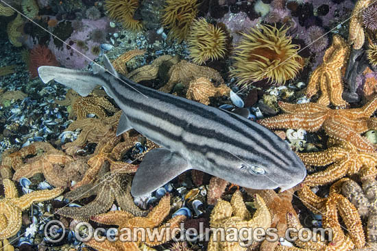 Pyjama Shark, Lined Catshark (Poroderma africanum). Miller's Point, Simon's Town, Cape Province, South Africa. Photo - Andy Murch Pyjama Shark, Lined Catshark (Poroderma africanum). Miller's Point, Simon's Town, Cape Province, South Africa. Photo - Andy Murch