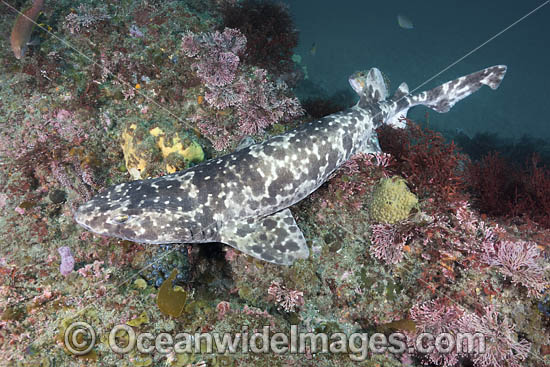Blotchy Swellshark (Cephaloscyllium umbratile), aka Japanese Swell Shark. Tateyama, Chiba Prefecture, Honshu, Japan, Sea of Japan. Photo - Andy Murch Blotchy Swellshark (Cephaloscyllium umbratile), aka Japanese Swell Shark. Tateyama, Chiba Prefecture, Honshu, Japan, Sea of Japan. Photo - Andy Murch