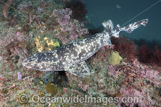 Blotchy Swellshark photo