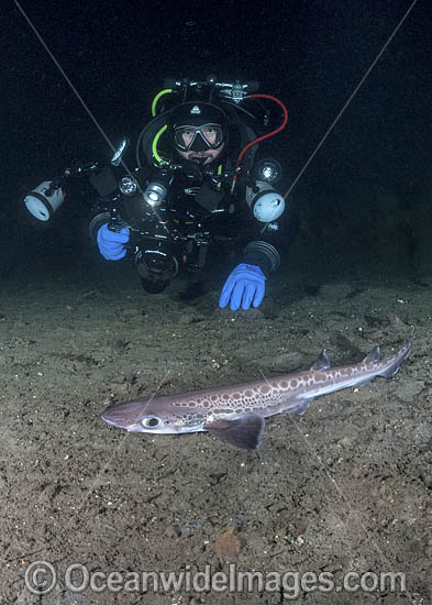 Blackmouth Catshark (Galeus melastomus). A relatively deepwater catshark ranging from Iceland to Senegal including the Mediterranean Sea. Trondheim Fiord, Norway. Photo - Andy Murch Blackmouth Catshark (Galeus melastomus). A relatively deepwater catshark ranging from Iceland to Senegal including the Mediterranean Sea. Trondheim Fiord, Norway. Photo - Andy Murch