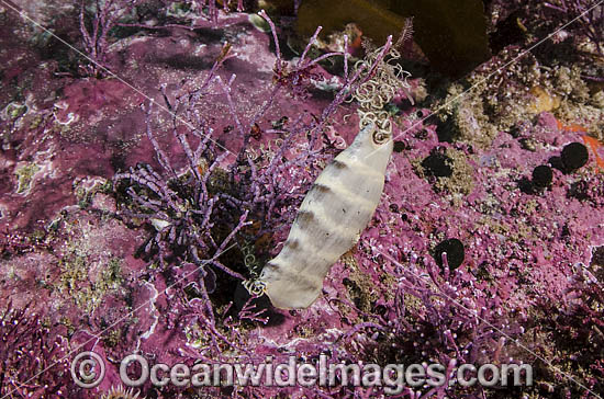 Puffadder Shyshark egg case. MermaidĘs purse belonging to Haploblepharus edwardsii. Aka Happy Eddy. False Bay, South Africa. Photo - Andy Murch Puffadder Shyshark egg case. MermaidĘs purse belonging to Haploblepharus edwardsii. Aka Happy Eddy. False Bay, South Africa. Photo - Andy Murch