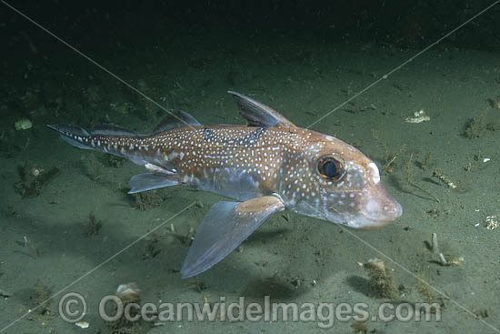 Spotted Ratfish (Hydrolagus colliei). Aka Chimaera, Chimera, or Ghost Shark. Barkley Sound, British Columbia, Canada. An abundant cartilaginous species frequently seen by divers in the Pacific Northwest. Photo - Andy Murch