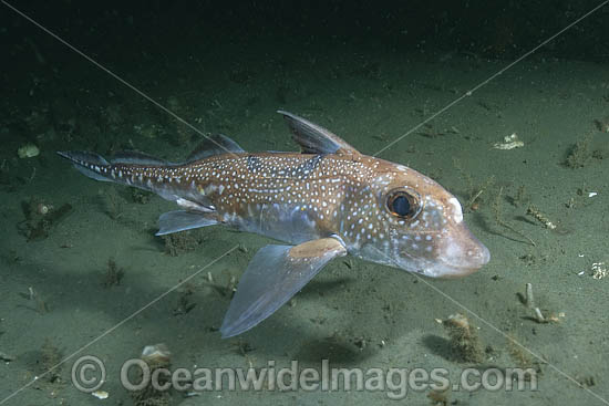 Spotted Ratfish photo