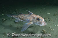 Spotted Ratfish Photo - Andy Murch