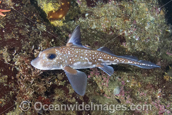 Spotted Ratfish (Hydrolagus colliei). Aka Chimaera, Chimera, or Ghost Shark. Barkley Sound, British Columbia, Canada. An abundant cartilaginous species frequently seen by divers in the Pacific Northwest. Photo - Andy Murch