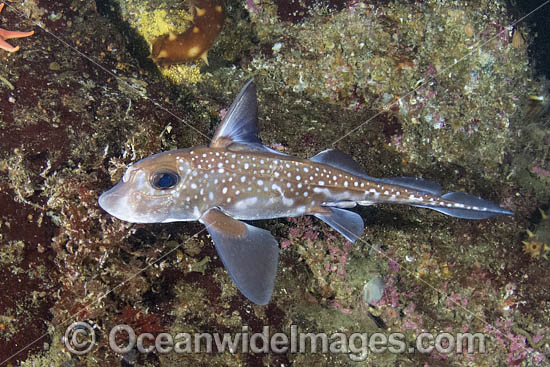 Spotted Ratfish (Hydrolagus colliei). Aka Chimaera, Chimera, or Ghost Shark. Barkley Sound, British Columbia, Canada. An abundant cartilaginous species frequently seen by divers in the Pacific Northwest. Photo - Andy Murch Spotted Ratfish (Hydrolagus colliei). Aka Chimaera, Chimera, or Ghost Shark. Barkley Sound, British Columbia, Canada. An abundant cartilaginous species frequently seen by divers in the Pacific Northwest. Photo - Andy Murch