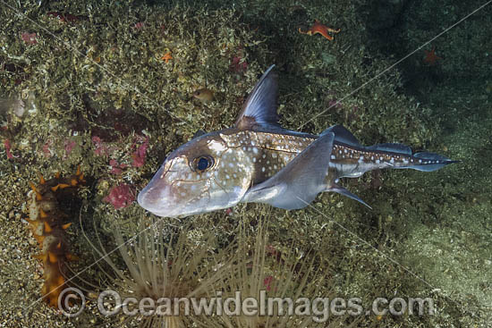 Spotted Ratfish photo Spotted Ratfish photo