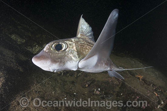 Rabbit Fish photo Rabbit Fish photo