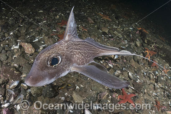 Rabbit Fish Chimaera photo Rabbit Fish Chimaera photo