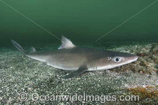 Japanese Spurdog (Squalus japonicus). Chiba prefecture, Honshu, Japan, Northwest Pacific Ocean Photo - Andy Murch Japanese Spurdog (Squalus japonicus). Chiba prefecture, Honshu, Japan, Northwest Pacific Ocean Photo - Andy Murch