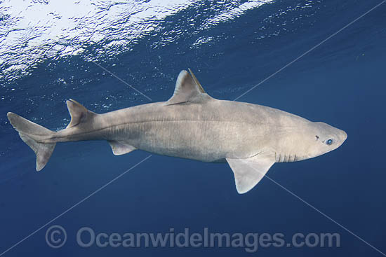 Roughskin Spurdog (Cirrhigaleus asper) aka Roughskin Spiny Dogfish. Quetzalito, Eastern Guatemala, Caribbean Sea. Photo - Andy Murch Roughskin Spurdog (Cirrhigaleus asper) aka Roughskin Spiny Dogfish. Quetzalito, Eastern Guatemala, Caribbean Sea. Photo - Andy Murch