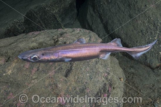 Velvet Belly Lanternshark photo