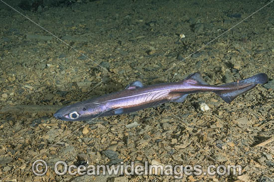 Velvet Belly Lanternshark photo