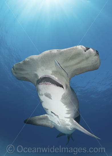 Great Hammerhead Shark photo Great Hammerhead Shark photo
