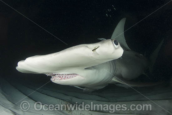 Great Hammerhead Shark photo Great Hammerhead Shark photo