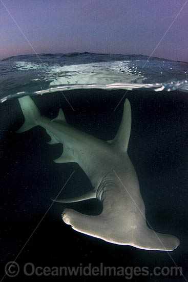 Great Hammerhead Shark photo