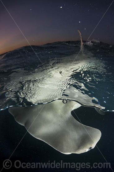 Great Hammerhead Shark photo Great Hammerhead Shark photo