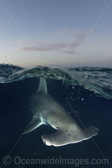 Great Hammerhead Shark photo Great Hammerhead Shark photo
