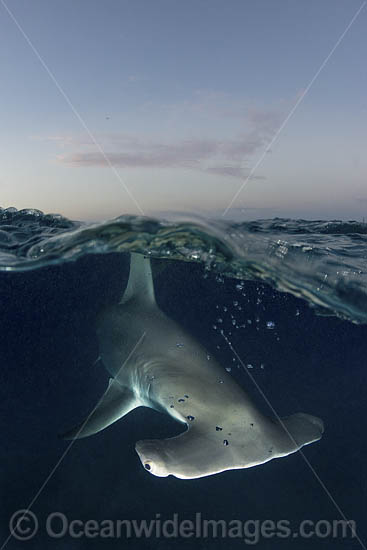 Great Hammerhead Shark photo